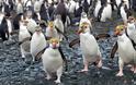 Ο παράδεισος των πιγκουίνων [photos]