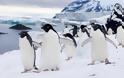 Ο παράδεισος των πιγκουίνων [photos] - Φωτογραφία 4
