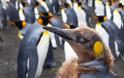 Ο παράδεισος των πιγκουίνων [photos] - Φωτογραφία 5