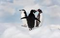Ο παράδεισος των πιγκουίνων [photos] - Φωτογραφία 6