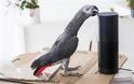 Ένας παπαγάλος έκανε παραγγελία στο Amazon!