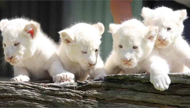 Πολωνία: Τέσσερα σπάνια λευκά λιονταράκια γεννήθηκαν σε ζωολογικό κήπο - Φωτογραφία 1