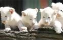 Πολωνία: Τέσσερα σπάνια λευκά λιονταράκια γεννήθηκαν σε ζωολογικό κήπο