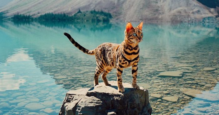 Suki: Η ταξιδιάρα γάτα που έχει λατρέψει το διαδίκτυο - Φωτογραφία 1