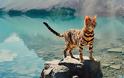 Suki: Η ταξιδιάρα γάτα που έχει λατρέψει το διαδίκτυο