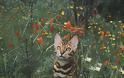 Suki: Η ταξιδιάρα γάτα που έχει λατρέψει το διαδίκτυο - Φωτογραφία 3