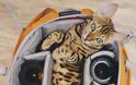 Suki: Η ταξιδιάρα γάτα που έχει λατρέψει το διαδίκτυο - Φωτογραφία 5