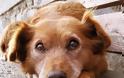 ΣΟΚ: Σκυλίτσα γέννησε… άνθρωπο – Προσοχή! Ανατριχιαστικές φωτογραφίες