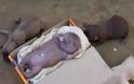 ΣΟΚ: Σκυλίτσα γέννησε… άνθρωπο – Προσοχή! Ανατριχιαστικές φωτογραφίες - Φωτογραφία 3