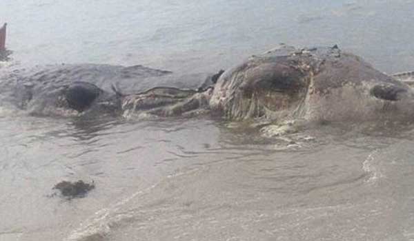 Μυστηριώδες πλάσμα ξεβράστηκε σε παραλία στις Φιλιππίνες. Βίντεο - Φωτογραφία 1