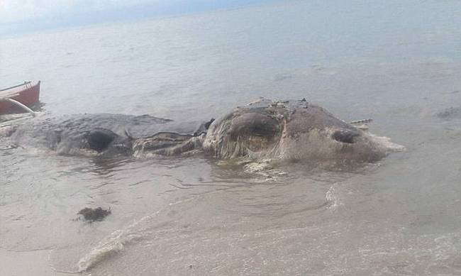 Μυστηριώδες θαλάσσιο τέρας ξεβράστηκε σε νησί των Φιλιππίνων [photos+video] - Φωτογραφία 1
