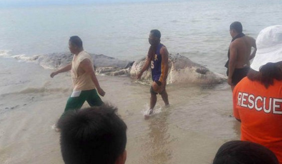 Μυστηριώδες θαλάσσιο τέρας ξεβράστηκε σε νησί των Φιλιππίνων [photos+video] - Φωτογραφία 4