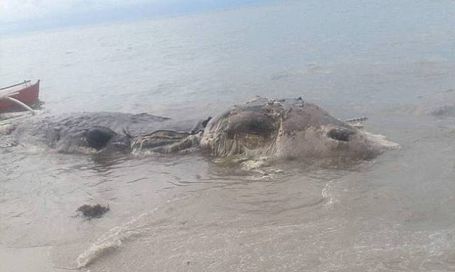 Μυστηριώδες θαλάσσιο τέρας ξεβράστηκε σε νησί των Φιλιππίνων [photos+video] - Φωτογραφία 5