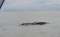 Μυστηριώδες θαλάσσιο τέρας ξεβράστηκε σε νησί των Φιλιππίνων [photos+video] - Φωτογραφία 2