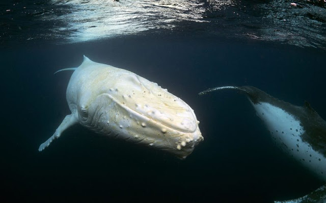 Σπάνια εμφάνιση λευκής φάλαινας «τρέλανε» τους επιστήμονες [video] - Φωτογραφία 2