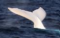 Σπάνια εμφάνιση λευκής φάλαινας «τρέλανε» τους επιστήμονες [video]