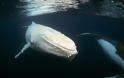 Σπάνια εμφάνιση λευκής φάλαινας «τρέλανε» τους επιστήμονες [video] - Φωτογραφία 2