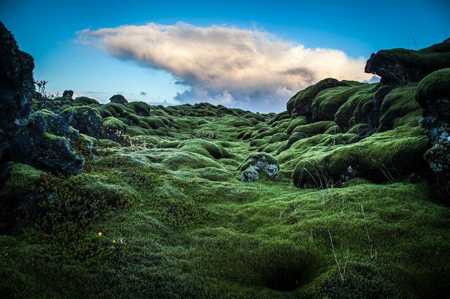 Τα εντυπωσιακά λιβάδια βρύων της Ισλανδίας - Φωτογραφία 2