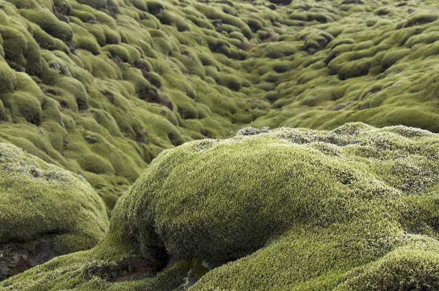 Τα εντυπωσιακά λιβάδια βρύων της Ισλανδίας - Φωτογραφία 3