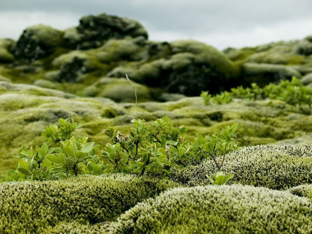 Τα εντυπωσιακά λιβάδια βρύων της Ισλανδίας - Φωτογραφία 5
