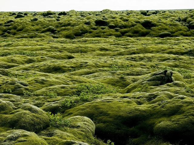 Τα εντυπωσιακά λιβάδια βρύων της Ισλανδίας - Φωτογραφία 6