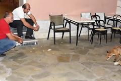 Η Γεωργία…μαζεύει πολλούς θαυμαστές στην ταβέρνα ο «Πλάτανος» στην Κρήνη Τρικάλων [photos]