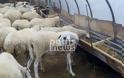 Λιμοκτονούν τα ζώα στο Δήμο Ήλιδας μετά από τις φωτιές