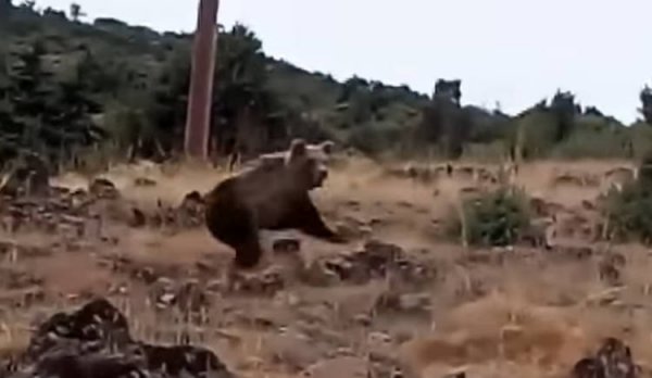 Καστοριά: Έβγαλε το σκύλο βόλτα και έπεσε πάνω σε… αρκούδες [video] - Φωτογραφία 1