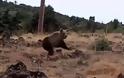 Καστοριά: Έβγαλε το σκύλο βόλτα και έπεσε πάνω σε… αρκούδες [video]