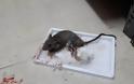 «Φίδια και ποντίκια» στο νοσ. του Κιλκίς – «Ξέφραγο αμπέλι» το νοσ. Καρπενησίου [photos] - Φωτογραφία 1