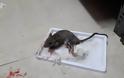 «Φίδια και ποντίκια» στο νοσ. του Κιλκίς – «Ξέφραγο αμπέλι» το νοσ. Καρπενησίου [photos] - Φωτογραφία 4
