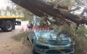 Σοκ για Πατρινή στην Πλαζ - Έλιωσε το αυτοκίνητό της ένα τεράστιο δέντρο δευτερόλεπτα αφού είχε απομακρυνθεί