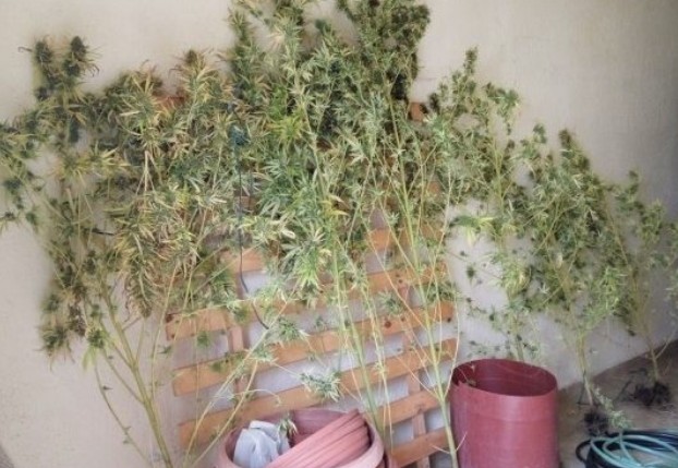 Λασίθι: «Μίνι» χασισόκηπο καλλιεργούσε στο… σπίτι του - Φωτογραφία 1