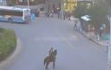Έβγαλε βόλτα το άλογο στο κέντρο της Τρίπολης [photo] - Φωτογραφία 2