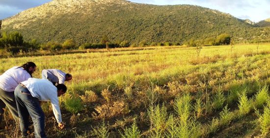 Βιολογικά ρεβίθια διά χειρός του μητροπολίτη Μαντινείας - Φωτογραφία 2