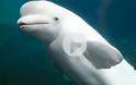 Φρίκη! Ασυνείδητος ψαράς σκοτώνει σπάνιο λευκό δελφίνι [ΣΚΛΗΡΕΣ ΕΙΚΟΝΕΣ]