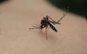 Φθιώτιδα: Κρούσμα ελονοσίας στο ΓΝ Λαμίας - Φωτογραφία 1