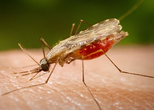 Nέο γενετικό όπλο κατά της ελονοσίας από Έλληνα επιστήμονα στις ΗΠΑ - Φωτογραφία 1