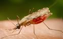 Nέο γενετικό όπλο κατά της ελονοσίας από Έλληνα επιστήμονα στις ΗΠΑ