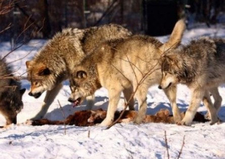 Φθιώτιδα: Λύκοι κατασπάραξαν κυνηγόσκυλα - Σκληρές εικόνες - Φωτογραφία 1