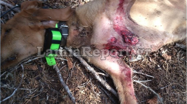 Φθιώτιδα: Λύκοι κατασπάραξαν κυνηγόσκυλα - Σκληρές εικόνες - Φωτογραφία 2
