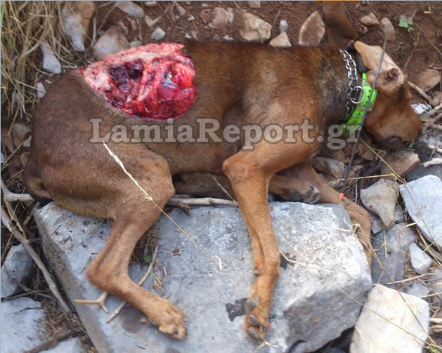 Φθιώτιδα: Λύκοι κατασπάραξαν κυνηγόσκυλα - Σκληρές εικόνες - Φωτογραφία 3