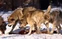Φθιώτιδα: Λύκοι κατασπάραξαν κυνηγόσκυλα - Σκληρές εικόνες - Φωτογραφία 1