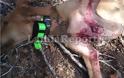 Φθιώτιδα: Λύκοι κατασπάραξαν κυνηγόσκυλα - Σκληρές εικόνες - Φωτογραφία 2