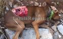 Φθιώτιδα: Λύκοι κατασπάραξαν κυνηγόσκυλα - Σκληρές εικόνες - Φωτογραφία 3