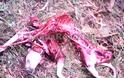 Φθιώτιδα: Λύκοι κατασπάραξαν κυνηγόσκυλα - Σκληρές εικόνες - Φωτογραφία 4