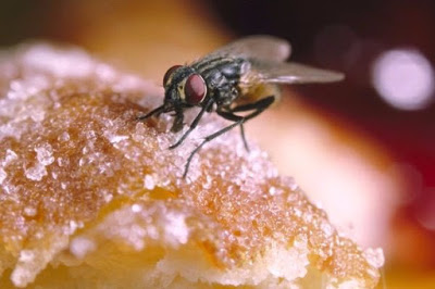 Αυτό που συμβαίνει όταν μια μύγα κάθεται στο φαγητό σου είναι πολύ χειρότερο από όσο νομίζεις - Φωτογραφία 1