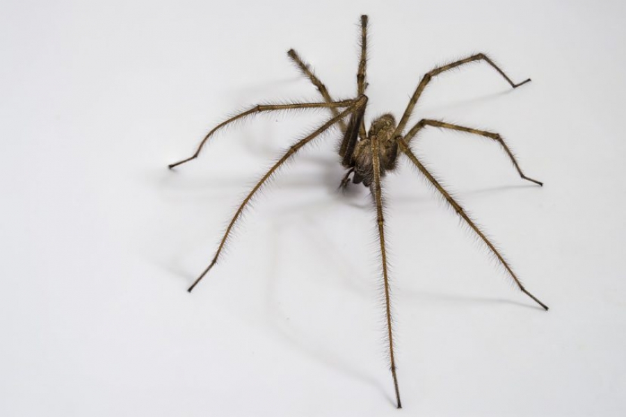 Πώς να κρατήσετε τις αράχνες μακριά από το σπίτι σας - Φωτογραφία 1