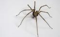 Πώς να κρατήσετε τις αράχνες μακριά από το σπίτι σας