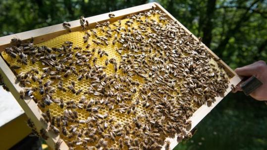 Φυτοφάρμακα που συνδέονται με τον θάνατο μελισσών βρέθηκαν στα πιο πολλά δείγματα μελιών - Φωτογραφία 1